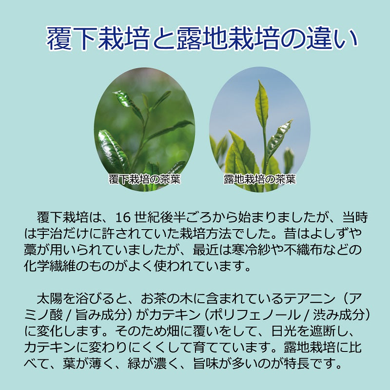 【リニューアル】茶こし付き宇治抹茶 30g