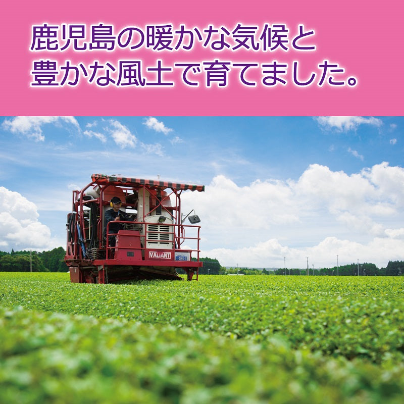 一番摘み知覧茶ティーバッグ 2g×20袋
