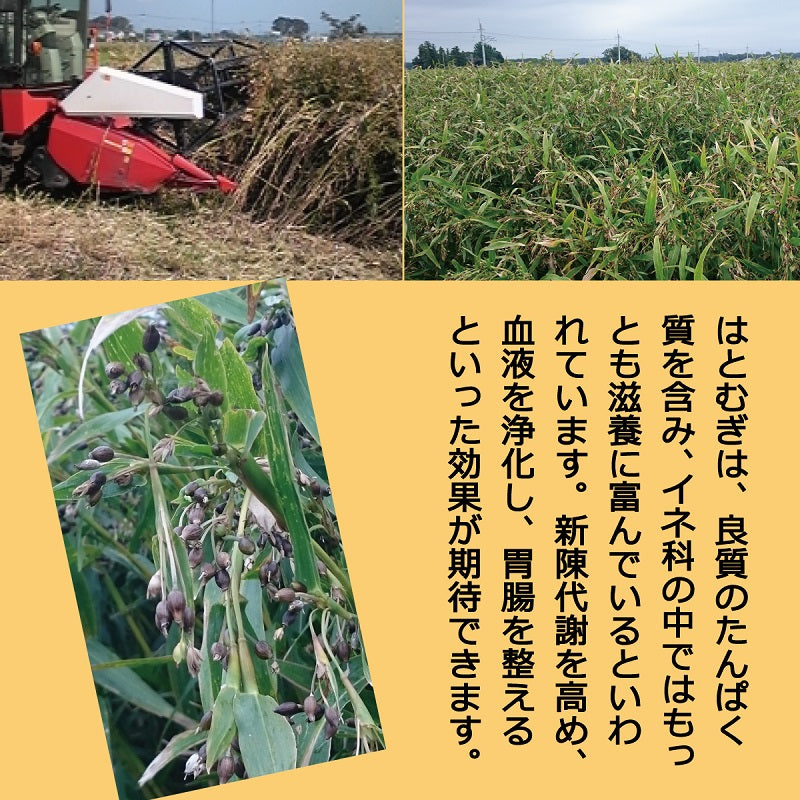 国産はとむぎ茶 8g×20袋