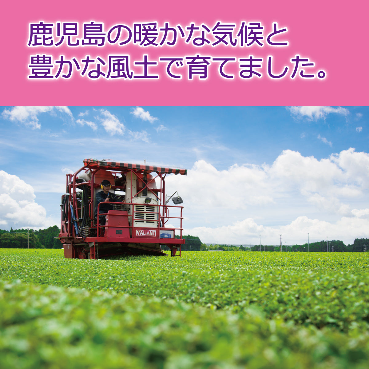 鹿児島県産知覧茶 100g