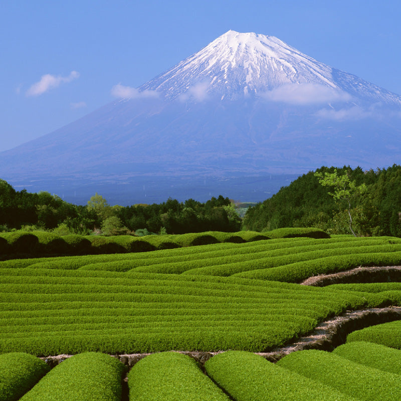 静岡茶