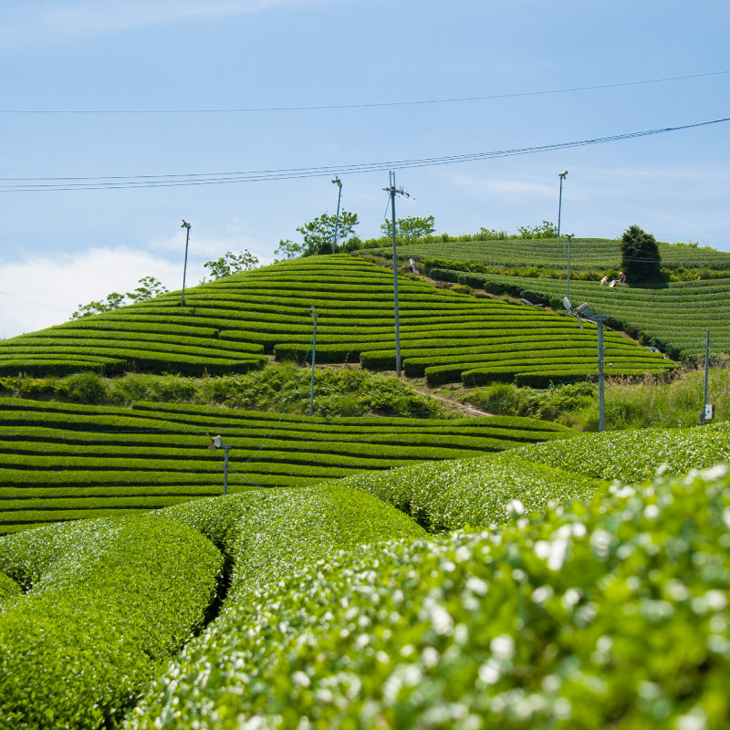 宇治茶